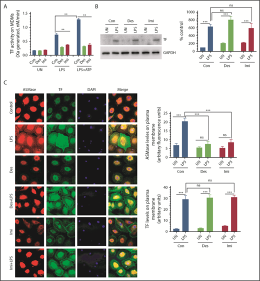 Figure 4. Inhibition of ASMase by functional inhibitors of ASMase attenuates LPS-induced TF procoagulant activity and ATP-induced TF decryption in human macrophages. Human MDMs were treated with saline (Con) or ASMase inhibitors desipramine (Des; 10 µM) or imipramine (Imi; 10 µM) for 1 hour. Thereafter, MDMs were left unstimulated (UN) or were stimulated with LPS (1 µg/mL) for 4 hours alone or LPS for 4 hours followed by Bz-ATP (200 µM) for 15 minutes. Following the treatments, MDMs were processed to measure cell surface TF activity (A), TF antigen levels by western blot analysis (B), or expression of ASMase and TF on the cell surface by immunofluorescence confocal microscopy (C). (B) TF band intensities on western blots were quantified by densitometry analysis (right panel). (C) ASMase and TF levels in the plasma membrane were quantified by measuring the fluorescence intensity of ASMase and TF staining, respectively (right panels). Original magnification ×63 for panel C. **P < .01, ***P < .001.