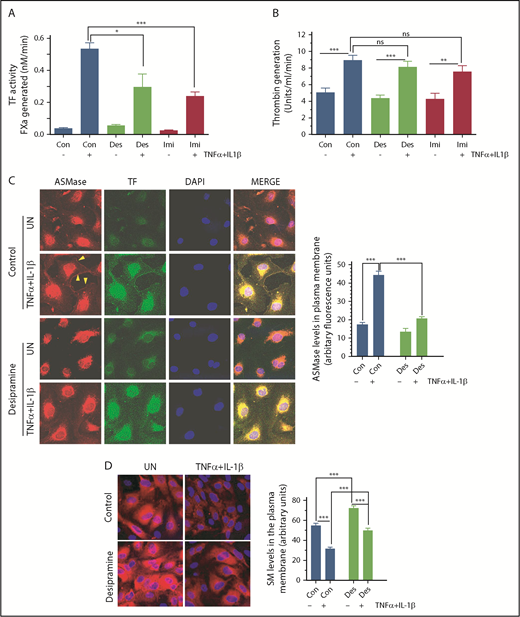 Figure 5. Inhibition of ASMase reduces TNFα+IL-1β–induced TF procoagulant activity in endothelial cells. HUVECs were treated with saline (Con), desipramine (Des; 10 µM), or imipramine (Imi; 10 µM) for 1 hour and then stimulated with TNF-α+IL-1β (10 ng/mL each) for 6 hours. Cell surface TF activity (A) and prothrombinase activity (B) were measured. (C) Fixed HUVECs were stained for expression of TF and ASMase by incubating cells with mouse anti-human TF mAb (9C3; 10 µg/mL) or rabbit anti-human ASMase antibody (2 µg/mL) overnight, followed by secondary antibodies conjugated with AF488 or AF546 fluorophore, and subjected to immunofluorescence confocal microscopy. Arrowheads point to expression of ASMase in the plasma membrane. The fluorescence intensity of TF and ASMase staining in the plasma membrane was quantified (right panel). (D) Representative image of staining of SM by lysenin binding (left panel). Quantification of fluorescence intensity of lysenin staining (right panel). Original magnification ×63 for panels C and D. *P < .05; **P < .01, ***P < .001.