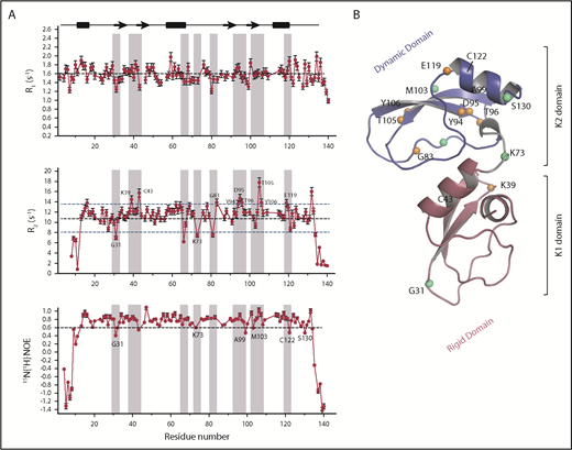 Figure 2. Backbone dynamics of Ixolaris. (A) Backbone 15N relaxation parameters and heteronuclear 1H- 15N NOEs for Ixolaris at 35°C at a 1H field of 600 MHz. All data were recorded using a 0.15 mM 15N,13C labeled Ixolaris in the NMR buffer (20 mM phosphate buffer at pH 6.0) and are consistent with a predominantly monomeric form with a rotational correlation time of 6.6 ns/rad. The absences of data indicate that the values could not be accurately measured because of overlaps or are prolines, or residues not assigned. Gray boxes highlight dynamic regions of interest. R2 ratios values 1 standard deviation above the trimmed mean, are indicative of conformational exchange. Residues with heteronuclear NOE ratios below 0.6 suggest that they possess fast internal motion. The secondary structure diagram based on the Talos+ score is shown at the top as a guide. (B) Residues with NMR resonances exhibiting dynamics are indicated on the structure of Ixolaris as orange (slow exchange) and green (fast internal motions) spheres.