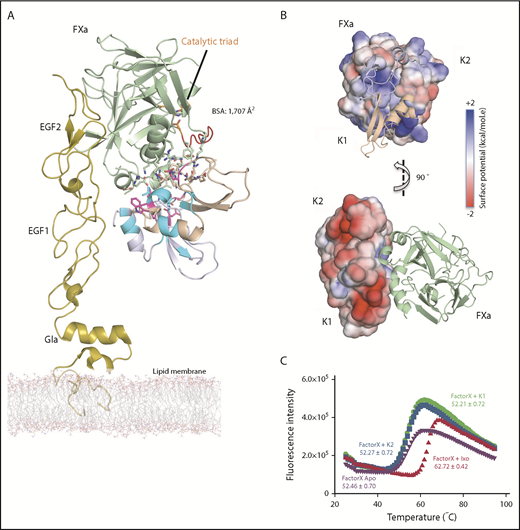 Figure 4. Model structure of the Ixolaris-FXa complex. NMR data-driven HADDOCK model structure of Ixolaris bound to FXa. (A) Model with lowest HADDOCK score with FXa shown as green ribbon and Ixolaris as light blue and wheat ribbon. The model is based on the FXa structure (PDB accession code 1hcg) and the amino acids identified to interact with Ixolaris were used as active residues. The Ixolaris residues identified to interact with FXa using NMR CSP and peak intensity are shown as in Figure 3D. The orientation of membrane-associated FXa by the EGF and Gla domains is shown. The FXa catalytic triad (H57, D102, and S195) is shown as orange sticks. BSA, buried surface area. (B) Side view cartoon representations of the Ixolaris-FXa complex with the electrostatic potential at the solvent accessible surfaces shown for FXa (top) and Ixolaris (bottom). (C) Differential scanning fluorimetry of FX free state and FX bound state incubated with Ixolaris full-length, K1, and K2 constructs (molar ratio 1:1). Analysis of these melting curves with a first derivative method delivered the corresponding Tm values that were used to calculate the shifts (ΔTm).