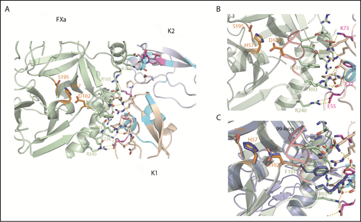 Figure 5. Structural snapshots of the Ixolaris-FXa complex and insights into the allosteric mechanism. (A) Top view and expansion of Ixolaris bound to FXa. Ixolaris-FXa contacts within 3Å in the HADDOCK model structure, focusing on the HBE. Residues in FXa that are in direct contact in the structure are shown in green sticks and labeled. Ixolaris residues that are in direct contact in the structure and affected in NMR experiments are shown in magenta sticks. Hydrogen bonds and salt bridges formed with the arginines and lysines in the HBE (obtained by HADDOCK output) are shown as yellow dashed lines. (B) Detail of FXa-K1 domain interface. Critical residues involved in the interface interactions are highlighted. (C) Superposition of Ixolaris/FXa (light green) binary complex with FXa apo state (blue) showing the conformation transition of the 99-loop (red), H57, D102, and R93 side chains on Ixolaris binding.