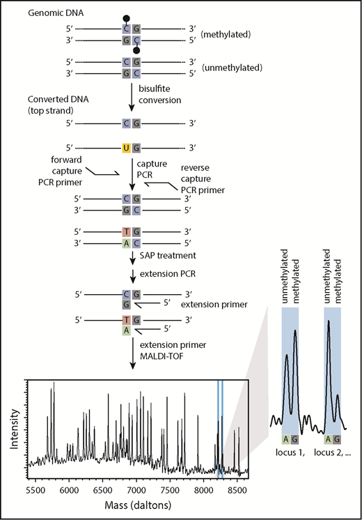 Figure 1. Me-iPLEX workflow. Upon treatment with sodium bisulfite, cytosines will remain as cytosines if methylated (black lollipop) or will be converted to a uracil if unmethylated. A multiplexed capture PCR amplifies regions surrounding CpGs of interest (uracil is replaced by thymine in PCR). Primers are annealed immediately 5′ to CpGs of interest, followed by a single-base extension PCR using terminator nucleotides. Extension products differ in mass according to the extended base, consistent with the CpG methylation status in the original DNA sample. Relative abundance of extension products is measured by MALDI-TOF mass spectrometry. Multiple extension products with unique masses can be combined into the same multiplexed reaction.