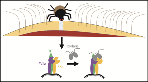The saliva of hemovores, such as ticks, contains many anticoagulant molecules, which prevent the host from clotting so that the hemovore may feed. De Paula et al demonstrated that 1 tick anticoagulant, Ixolaris, works by binding the TF/FVIIa/FXa complex, similar to human TFPI. However, unlike TFPI, Ixolaris binds an exosite on FXa that induces a conformational change in its active site and loss of proteolytic function, a newly uncovered mechanism for regulating FXa function and limiting coagulation.