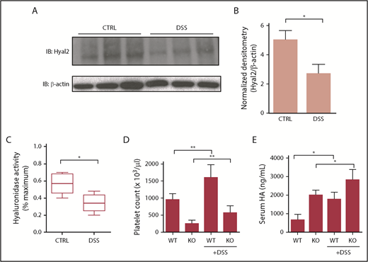 Figure 2. Platelets from mice with DSS-induced colitis have reduced HYAL2 and hyaluronidase activity. Platelets were isolated from untreated control and DSS-treated mice after 7 days. (A) Platelet lysates corresponding to 10 μg of protein were probed for HYAL2 and actin. (B) Densitometry quantification shows that HYAL2 levels are reduced an average of 44% (*P < .05) in platelets from DSS-treated mice compared with control mice. (C) Platelet lysates were compared for their HA-degrading activities by incubation with 60 nM Förster resonance energy transfer–based HA nanoprobes at pH 4.5. Maximum activity was achieved by recombinant hyaluronidase. Platelets from DSS-treated mice exhibit a 60% reduction (*P < .05) in HA-degrading activity compared with platelets from untreated mice. (D) Changes in circulating platelet count before and after DSS-induced colitis (**P < .01). (E) Serum isolated from DSS-treated mice and control mice at 7 days was tested for HA levels (*P < .05).