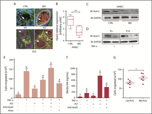 Figure 7. Platelet HYAL2 regulates trans-endothelial PBMC migration. (A) Representative microvessels present in colon tissues isolated from non-IBD control subjects, patients with IBD, and WT or HYAL2 KO mice subjected to DSS-induced colitis were evaluated for HA-HC by immunostaining for HA (green) and the HCs of IαI (red) and counterstained with 4′,6-diamidino-2-phenylindole for nuclei. Arrows indicate HA glycocalyx structures extending from the vessel surface. (B) Quantitative real-time polymerase chain reaction analysis of HYAL2 expression of HIMECs isolated from non-IBD and IBD patient surgical specimens (n = 8 each; **P < .01). (C) Representative immunoblots analyzing HYAL2 levels in HIMECs isolated from non-IBD and IBD patient surgical specimens (n = 8 each). Lysates were normalized to total protein (25 µg), and glyceraldehyde-3-phosphate dehydrogenase (GAPDH) was used as a loading control. (D) HIMECs were cultured with or without TNF‐α for 16 hours and evaluated for HYAL2 by using immunoblot over multiple passages. (E) HIMECs were seeded on permeable supports (3 μm pore size) placed into a 24-well plate, and grown to confluence. HIMECs were treated with or without TNF‐α for 16 hours at 37°C to promote leukocyte-adhesive HA-HC formation. Following activation, HIMECs were incubated in the presence or absence of nonactivated freshly isolated human platelets (100 × 106 per well) for 1 hour at 37°C. In some experiments, HIMECs were treated with Streptomyces hyaluronidase or with platelets preincubated with an HYAL2-blocking antibody as indicated. CCL5 (100 ng/mL) was added to the bottom well, and Calcein AM–labeled PBMCs (1 × 106 per well) were added to the upper chamber. (F) HIMECs were cultured with or without TNF-α to induce HA-HC formation on the cell surface. Cultures were then washed and incubated in the presence or absence of platelets as indicated. HA released into the media was measured by using an enzyme-linked immunosorbent assay–like method, and the data represent 3 independent experiments. (G) TNF-α–stimulated HIMECs were pretreated with platelets isolated from IBD platelets or non-IBD control subjects before PBMC trans-endothelial migration. Data are reported as mean ± SEM; n = 4 independent experiments of at least 6 patients each. Values with different alphabetical superscripts are significantly different from each other (P < .05); *P < .05. Image, detection, and software details: TCS SP5 II confocal/multi-photon high-speed upright microscope, HCX PL APO ×40/1.25NA oil immersion objective, HyD system detector, and LAS AF software (all Leica Biosystems). Scale bar: 25 µm. Data acquisition details: Calcein AM–labeled PBMCs were detected in the lower wells with an automated Leica DM inverted microscope at 20× magnification set to well-scan mode. PBMCs were enumerated on the basis of fluorescence and size by using Image-Pro Plus acquisition software.