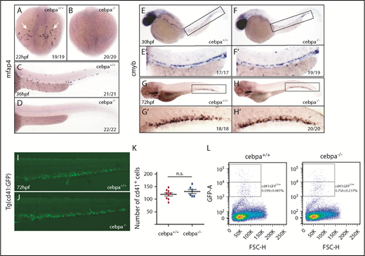 Figure 1. Depletion of primitive macrophages does not affect HSPC mobilization and colonization of the CHT. (A-D) WISH of mfap4 shows macrophages are absent in cebparj31 mutant compared with control sibling. White arrows indicate mfap4-positive cells in the yolk sac. (E-H) WISH of cmyb shows macrophage-deficient cebparj31 mutants have normal levels of HSPC in the AGM and the CHT, respectively. (E'-H') Magnified images of corresponding boxed regions from panels E-H, respectively. (I-J) Fluorescent images of the CHT region of cebparj31/Tg(cd41:GFP) embryo at 72 hpf. (K) ImageJ analysis revealed no significant difference in the number of cd41:GFP+ cells in the CHT at 72 hpf. Two-tailed Student t test. (L) Flow cytometry analysis showed no significant changes in the relative number of HSPC/cd41:GFPlow+ cells between cebparj31 mutants and control siblings (0.756% ± 0.237% vs 0.599% ± 0.041%, P > .05, 2-tailed Student t test). The data are representative of 3 independent experiments. FSC-H, forward scatter height; GFP-A, green fluorescent protein area; hpf, hours postfertilization; n.s., not significant.