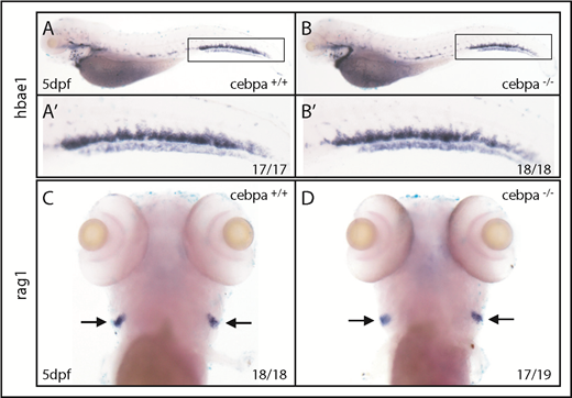 Figure 2. Depletion of primitive macrophages has little effect on definitive hematopoiesis. (A-B) WISH of hbae1 shows erythropoiesis is not affected in cebparj31 mutant compared with control sibling. (A′-B′) Magnified images of corresponding boxed regions from panels A and B. (C-D) WISH of rag1 shows lymphopoiesis is relatively normal in cebparj31 mutant compared with control sibling. dpf, days postfertilization.
