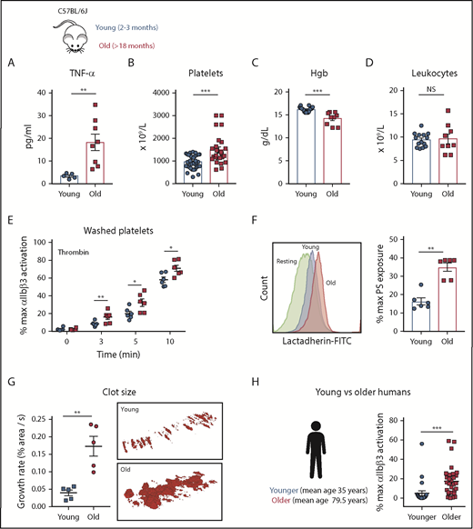 Figure 1. Aging associates with elevated TNF-⍺ plasma levels and platelet hyperreactivity in mice and humans. (A) TNF-⍺ plasma levels from heathy young (8-12 weeks) and old (>72 weeks) C57BL/6J mice (n = 6-8; mean plus or minus SEM). Hematological profile of (B) platelets, (C) hemoglobin (Hgb), and (D) leukocytes from healthy young and old C57BL/6J mice (n = 8-20 mice per group; mean plus or minus SEM). (E) Platelet activation analysis by flow cytometry of washed platelets from young (8-12 weeks) and old (>72 weeks) mice stimulated with thrombin (0.1 IU/mL) as determined by activation of the ⍺IIbβ3 integrin (n > 3 per experiment with 3-5 biological replicates). Mann-Whitney test. (F) Platelet phosphatidylserine (PS) exposure 5 minutes after activation with thrombin (0.1 IU/mL) of washed platelets from young (8-12 weeks) and old (>72 weeks) C57BL/6J mice (n = 6; mean plus or minus SEM) using bovine fluorescein isothiocyanate (FITC)-lactadherin. Student t test. (G) Assessment of platelet adhesion and clot formation over collagen-coated slides under physiological flow conditions (650 s−1) of reconstituted whole blood. Normal pooled murine plasma and erythrocytes were mixed with washed platelets from either young (8-12 weeks) and old (>72 weeks) mice at the same concentration. Representative TEM of clots formed over collagen-coated slides by TEM (n = 5-6; mean plus or minus SEM). Mann-Whitney test. (H) Activation profile of the ⍺IIbβ3 integrin in human washed platelets from younger (mean age, 35.0 ± 10.1 years; n = 25) and older (mean, 79.5 ± 8.8 years; n = 25) healthy volunteers. Mann-Whitney test. *P < .05; **P < .01; and ***P < .001. max, maximum; NS, not significant.