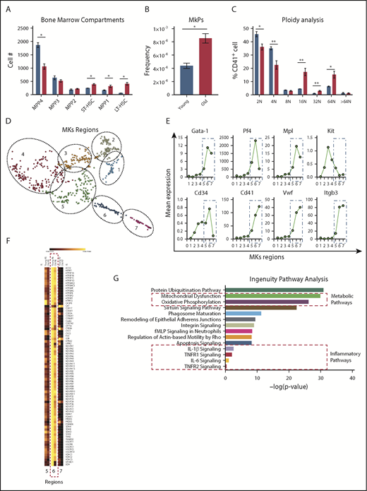 Figure 2. Analysis of the bone marrow compartments between young and old mice show significant cellular and transcriptomic differences. (A) Age-associated differences of the hematopoietic bone marrow compartments from young and old mice (n = 5 mice per group; mean plus or minus SEM). (B) Old mice exhibit higher numbers of megakaryocyte (MK)-committed progenitors (MkPs) (n = 5 mice per group; mean plus or minus SEM). (C) Megakaryocyte ploidy analysis of bone marrow megakaryocytes from young and old mice (n = 5 mice per group; mean plus or minus SEM). (D) scRNA-seq of native bone marrow megakaryocytes from young and old mice (n = 4-5 mice per group) identifies 7 clusters of cells at different maturation stages. (E) Identification of megakaryocyte maturation regions (MK regions 1-7) based on megakaryocyte-specific transcripts. (F) Representative heat map of the mitochondrial dysfunction IPA gene pathway across the 7 megakaryocyte regions. (G) IPA identifies significant differentially regulated mitochondrial, metabolic, and inflammatory gene pathways in the transcriptome of young and old bone marrow megakaryocytes. *P < .05; **P < .01; and ***P < .001. Two-tailed t test and Mann-Whitney test. LT-HSC, long-term hematopoietic stem cell; fMLP, N-Formylmethionyl-leucyl-phenylalanine; ST-HSC, short-term hematopoietic stem cell.