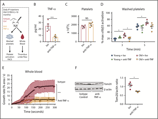 Figure 7. In vivo neutralization of TNF-α decreases platelet hyperreactivity and restores mitochondrial mass in aged mice. (A) Experimental approach. (B) Decreased plasma levels of TNF-⍺ in old mice treated with anti–TNF-⍺ antibody (n = 4-5 mice per group; mean plus or minus SEM). (C) Platelet counts did not significantly change between old mice treated with anti–TNF-⍺–neutralizing antibodies or isotype control (n = 5 mice per group; mean plus or minus SEM). (D) Inhibition of the ⍺IIbβ3 integrin by anti–TNF-⍺–neutralizing antibodies as measured by FACS (n = 4 mice per group; mean plus or minus SEM). (E) Platelets from old mice treated with by anti–TNF-⍺–neutralizing antibodies show significantly decreased platelet adhesion over collagen-coated slides under flow at 650 s−1 (n = 4-5 mice per group; mean plus or minus SEM). (F) Mitochondrial mass assessment after anti–TNF-⍺–neutralizing antibodies (n = 3-4 mice per group; mean plus or minus SEM). *P < .05; **P < .01; and ***P < .001. Student t test and ANOVA.