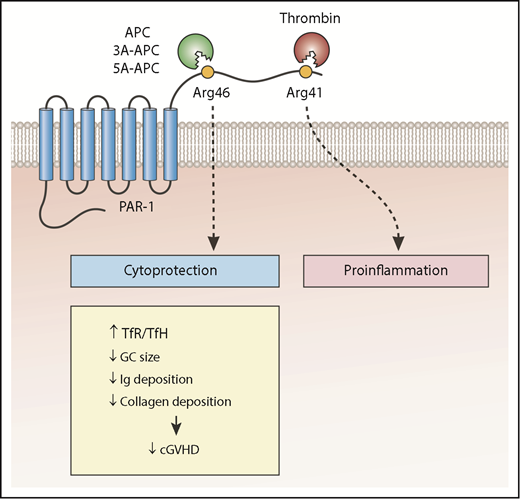 The cytoprotective effect of PAR1 non-canonical signaling after cleavage of PAR1 by wild-type APC or mutant APC (3A-APC or 5A-APC) reduces the number of TFH cells relative to TFR cells, the size of GCs, and antibody and collagen deposition in lungs, which improves bronchiolitis obliterans in a murine model of cGVHD. Ig, immunoglobulin.