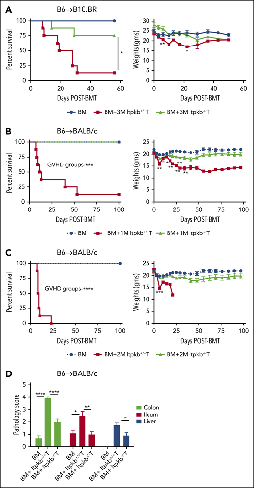 Induced Itpkb loss in donor T cells prevents their capacity for aGVHD lethality. (A) Survival and weight curves are shown for irradiated B10.BR recipients that were given B6 BM (107), with or without B6 purified T cells (3 M is 3 × 106 cells) from Itpkb+/+ donors or tamoxifen-treated donors to delete Itpkb (Itpkb−/−), as described in “Methods.” (B-C) BALB/c recipients were lethally irradiated on day −1 and infused with B6 BM (107), with or without B6 Itpkb+/+ or Itpkb−/− purified T cells on day 0 (panel B, 1 M is 1 × 106; panel C, 2 M is 2 × 106 cells). Survival and weight curves are shown (n = 5 mice/BM group; n = 8 mice/BM+T group). (D) Histopathology scores of tissues (liver, ileum, and colon), from BALB/c recipients of transplanted B6 BM (107), with or without B6 Itpkb+/+ or Itpkb−/− purified T cells (1.5 × 106). Tissues were harvested on day 7 after transplantation, stained with hematoxylin and eosin, and scored for GVHD severity according to a semiquantitative scoring system (0-4, with 4 denoting more severe disease). Mean ± standard error of the mean (SEM); n = 5 to 6 mice per group. One experiment was performed. *P < .05, **P < .01, ***P < .001, and ****P < .0001.
