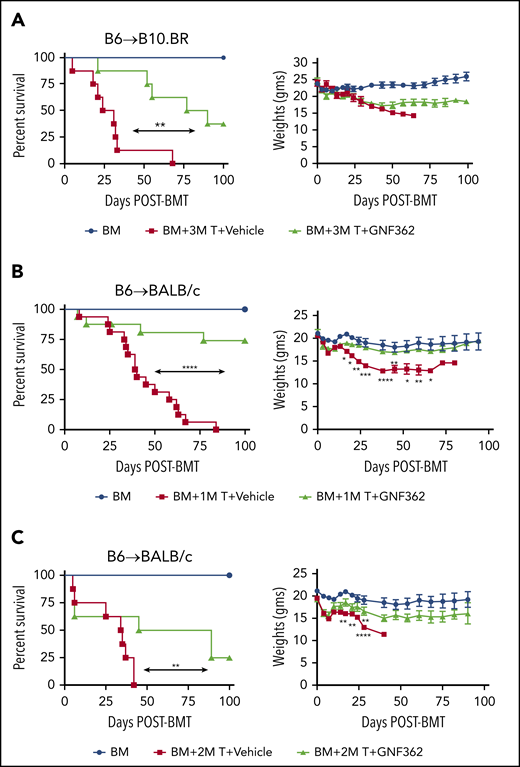 In vivo administration of an Itpkb inhibitor (GNF362) attenuated aGVHD lethality. (A) Survival and weight curves are shown for irradiated B10.BR recipients that were given B6 BM, with or without B6 purified T cells (3 M is 3 × 106 cells) and given vehicle or GNF632 twice daily by gavage from days 0 to 42 (n = 5 mice/BM group; n = 8 mice/BM+T group). (B-C) Lethally irradiated BALB/c recipients were infused with B6 BM, with or without B6 purified T cells (panel B, 1 M is 1 × 106; panel C, 2M is 2 × 106 cells) and treated with either vehicle or Itpkb inhibitor, GNF362 as in panel A. Survival and weight curves are shown (n = 5 mice/BM group; n = 8-16 mice/BM+T group). Data are presented as the mean ± SEM. *P < .05, **P < .01, ***P < .001, and ****P < .0001.