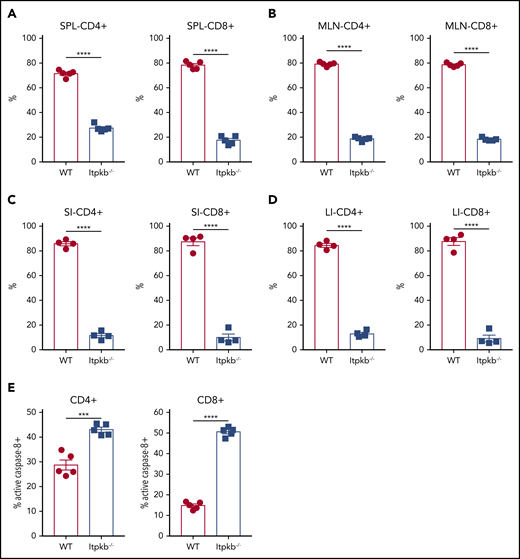 Itpkb-deficient donor T cells have impaired survival in aGVHD recipients. BALB/c recipients were lethally irradiated and infused with B6 BM+B6 CD45.1 WT and CD45.2 Itpkb−/− purified T cells (0.75 × 106 each). (A-B) Spleens (SPLs) and mesenteric lymph nodes (MLNs) were harvested on day 6 after transplantation to quantify donor T-cell frequencies (H2b+ CD4+ and CD8+ T cells) by flow cytometry. (C-D) Donor T-cell frequencies in small intestines (SIs) and large intestines (LIs) of recipients on posttransplantation day 14. (E) Percentages of active caspase-8 in donor T cells isolated from spleens of recipients on posttransplantation day 6 (n = 5). One experiment was performed. Data are shown as the mean ± SEM. ***P < .001 and ****P < .0001.