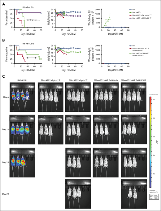 Donor T-cells lacking intact Itpkb activity can mediate a GVL effect against A20luc lymphoma. (A) Survival, weight, and BLI results of lethally irradiated BALB/c recipients infused with B6 BM, with or without A20luc lymphoma cells (0.75 × 106), with or without supplemental B6 Itpkb+/+ or Itpkb−/− purified T cells (2 M is 2 × 106 cells). (B) Survival, weight and BLI results of lethally irradiated BALB/c recipients infused with B6 BM, B6 WT purified T cells (2 × 106), and A20luc lymphoma cells (0.75 × 106) on day 0, then treated with vehicle or GNF362 (days 0-42). (C) Tumor burden was quantified using BLI at the indicated time points after BMT (n = 5 mice/BM group; n = 5 mice/BM+A20luc lymphoma group; n = 6-8 mice/BM+A20luc lymphoma+T group). One experiment was performed. Data are shown as the mean ± SEM. *P < .05, **P < .01, ***P < .001, and ****P < .0001.