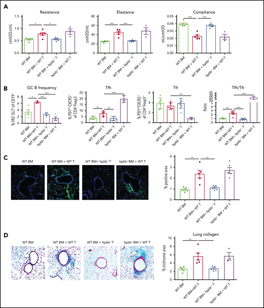 Donor T-cell Itpkb expression is critical for GC reactions and cGVHD in the BO model. B10.BR mice were given cyclophosphamide (120 mg/kg per dose, days −3 and −2) and underwent TBI (8.3 Gy, day −1) followed by day 0 infusion with B6 WT or Itpkb−/− T-cell–depleted BM, with or without purified WT or Itpkb−/− donor T cells (70 × 103). (A) Pulmonary function was evaluated at 8 weeks after transplantation. (B) Recipient splenocytes were harvested at 6 to 8 weeks after transplantation and stained with fluorophores to quantify GC B cells (CD19+ Fas+ GL7+), Tfh cells (CD4+Foxp3-CXCR5+PD1hi), and Tfr (CD4+Foxp3+CXCR5+PD1hi) cells, and the Tfh/Tfr ratio was calculated. (C) Representative lung immunoglobulin deposition images and quantification. Confocal images were acquired on an Olympus FluoView500 Confocal Laser Scanning Microscope at original magnification ×200. (D) Collagen deposition in the lung was assessed by trichrome staining that identifies collagen in blue. The percentage of collagen deposition area was quantified by Fiji software. Four to 5 mice were analyzed for each group in each assay. Results shown are representative of 2 independent experiments with similar results. Data are shown as the mean ± SEM. *P < .05, **P < .01, and ***P < .001.