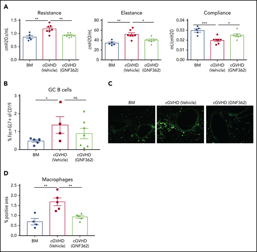GNF362 treatment reversed established cGVHD BO and inhibited lung macrophage infiltration, but did not alter GC reactions. B10.BR mice conditioned per Figure 5 were given B6 BM (107), with or without purified B6 T cells (70 × 103). A cohort was treated with GNF362 or vehicle from days 28 to 56 after transplantation. (A) Pulmonary function tests were performed at week 8. (B) Frequency of GC B cells (CD19+Fas+GL7+) in spleen. (C-D) Macrophages in the lung were stained with CD68-FITC and quantified by Fiji software by measuring the percentage of positively stained areas. Confocal images were acquired on an Olympus FluoView500 Confocal Laser Scanning Microscope at original magnification ×200. Four to 5 mice were analyzed for each group in each assay. Results shown are representative of 3 independent experiments with similar results. *P < .05, **P < .01, and ***P < .001. ns, not significant.