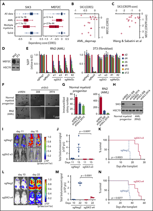 SIK3 and MEF2C are selectively essential for the growth of AML and multiple myeloma cells. (A) SIK3 and MEF2C essentiality scores extracted from the DepMap database of cancer cell lines.35 Shown is a boxplot distribution of the copy number–adjusted essentiality score (CERES; a normalized metric of gene essentiality) of SIK3 and MEF2C across all 558 cell lines, 16 AML lines, 18 multiple myeloma lines, and 498 solid tumor cell lines. (B-C) Scatterplots of SIK3 and MEF2C essentiality scores in human AML cell lines in the DepMap (CERES) or from Wang et al52 (CRISPR scores). (D) Western blot analysis of MEF2C in RN2 and 3T3 whole-cell lysates. (E) Competition-based proliferation assays in which cells were infected with the indicated sgRNAs linked to GFP. Bar graphs represent the mean ± standard error of the mean (SEM; n = 3). (F) Bright-field images of methylcellulose-based colony-formation assays of normal myeloid progenitors or RN2 cells on day 7 after retroviral transduction with control or Sik3 shRNAs. (G) Quantification of the immature/blast colonies shown in panel F. Mean ± SEM (n = 4). (H) Western blot analysis of SIK3 performed on day 6 after infection of the indicated shRNAs. (I) Bioluminescence imaging of wild-type C57BL/6 mice receiving transplants of Cas9-expressing RN2 cells transduced with the indicated sgRNA. Representative images are shown on the indicated day after transplantation. (J) Quantification of bioluminescence from panel I. Values represent photons per second (p/s) of bioluminescent signal detection (mean ± SEM). The P value was calculated by unpaired Student t test (n = 5). (K) Survival curves of the mice in panel I. The P value was calculated by log-rank (Mantel-Cox) test (n = 5). (L) Bioluminescence imaging of NSG (NOD-SCID/IL2Rgammanull) mice which received transplants of Cas9-expressing MV4-11 cells transduced with the indicated sgRNA. Representative images are shown on the indicated day after transplantation. (M) Quantification of bioluminescence from panel L. Values represent photons per second (p/s) of bioluminescent signal detection (mean ± SEM). The P value was calculated by unpaired Student t test (n = 5). (N) Survival curves of the mice in panel L. The P value was calculated by log-rank (Mantel-Cox) test (n = 5). sgNeg1, sgNeg2, shREN: negative controls. sgRpa3: positive control.