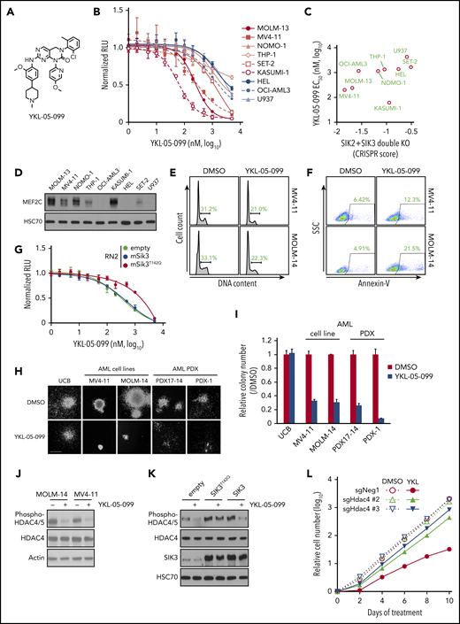 YKL-05-099 inhibits the growth of MLL-rearranged leukemia cells by modulating SIK3-mediated regulation of HDAC4. (A) Chemical structure of YKL-05-099. (B) Relative growth of the indicated cells using CellTiter-Glo assays. Normalized relative luminescence units (RLU) are shown after 3 days in culture with DMSO (0.1%) or YKL-5-099 at the indicated concentrations. The mean ± standard error of the mean (SEM; n = 3) and 4-parameter dose-response curves are plotted. (C) Scatterplot of SIK2/SIK3 essentiality CRISPR scores from our prior study22 and YKL-05-099 EC50 in the indicated AML cell lines. The CRISPR scores were calculated in cells cotransduced with SIK2 and SIK3 sgRNAs and cell fitness tracked in competition-based assays. (D) Western blot analysis of MEF2C in the indicated AML cell lines. (E) Flow cytometry analyses of DNA content to infer cell cycle status after 24-hour treatment with 1 µM YKL-05-099 or DMSO. (F) Flow cytometry analyses of side scatter (SSC) and annexin-V staining (a preapoptotic cell marker) after 24-hour treatment with 1 µM YKL-05-099 or DMSO. (G) Relative growth of RN2 cells transduced with empty vector, Sik3, or Sik3T142Q cDNA, after YKL-05-099 treatment. Normalized relative luminescence units (RLU) are shown after 3 days of culture with DMSO (0.1%) or YKL-05-099 at the indicated concentrations. The mean ± SEM (n = 3) and 4-parameter dose-response curves are plotted. (H) Bright-field images of methylcellulose-based colony formation assays of UCB cells, AML cell lines, and PDX models with DMSO or 1 µM YKL-05-099 on day 10 after plating. Scale bar, 500 µm. (I) Quantification of the myeloid colonies shown in panel H. Mean ± standard deviation (n = 3). (J) Western blot analysis in MOLM-14 and MV4-11 cells treated with 1 µM YKL-05-099 or DMSO for 6 hours. (K) Western blot analysis in RN2 cells transduced with empty vector, Sik3, or Sik3T142Q cDNA, following treatment with DMSO (0.1%) or 350 nM YKL-05-099 for 2 hours. (L) Accumulated number of Cas9-expressing RN2 cells transduced with the indicated sgRNAs upon treatment with DMSO (0.1%) or 350 nM YKL-05-099. An average of 3 independent experiments is shown. sgNeg1: negative control.