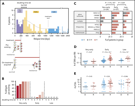 Evidence of preexisting and later-appearing resistant clones. Panels A and B include B-ALL samples; panels C through E include both B- and T-ALL samples. (A) Histogram (top) indicates the distribution of relapse times across B-ALL samples in the cohort (50-day bins) together with kernel density estimation (gray line). Arrows indicate predicted relapse time of 95% of the B-ALL cohort given a single preexisting resistant cell and a doubling time of 5, 6, 7, 8, or 9 days. Purple indicates very early relapses (<9 months from diagnosis), likely relapsing due to a preexisting resistant clone (schematic at bottom). Yellow represents early relapses (9-36 months), which appear at times consistent with postdiagnosis appearance of the resistant clone from a persister clone that survives initial treatment (bottom), or delayed growth (≥9-day doubling time) of a preexisting clone. Blue represents late relapses (>36 months) appearing after the time treatment had ended on all protocols (3 years, “treatment end” bar). These clones may have survived treatment without outright resistance and relapse at times consistent with resumption of proliferation at treatment cessation. “Survival” (blue circles) and “resistance” (red circles) represent mutations conferring these phenotypes. (B) Percentage of very early, early, or late B-ALL relapses consistent only with the preexisting resistant subclone scheme. The percentages are calculated based on projected relapse times when the doubling time of the resistant clone is 5, 6, 7, 8, or 9 days (shown in arrows in panel A at top); if a sample relapsed before that projected time, it was considered preexisting. (C) Distribution of relapse-enriched variants in the 3 patient groups with very early (<9 months), early (9-36 months), and late (>36 months) relapse. D indicates diagnosis-specific variants, R indicates relapse-specific, and D+R indicates shared. Also shown are the mutation burden (panel D) and number of SVs (panel E) at diagnosis (D) and relapse (R) in the 3 groups along with P values from the 2-sided Wilcoxon rank sum test for D vs R. Variants at D or R in panels D and E included shared variants.