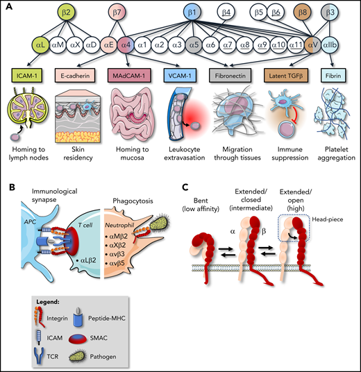 Integrins and their functions on hematopoietic cells. (A) The human integrin family consists of 24 heterodimers, composed of 18 α-subunits and 8 β-subunits; underscored are those subunits of which the heterodimer has not been detected on hematopoietic cells (α6β4, αvβ6, α7-11β1). The matching colors represent exemplary heterodimers together with a prototypic ligand and the biological process in which this receptor/ligand pair is involved (eg, the prototypic ligand of α4β1 is VCAM-1, which is involved in leukocyte extravasation). Integrins support diverse events in the hematopoietic life cycle, including maintenance of progenitors in the bone marrow niche, B- and T-cell proliferation, maturation and differentiation in the thymus and spleen, and homing/retention of tissue-resident leukocytes in the epithelia of the gut and skin. In addition, integrins are required for hemostasis, transforming growth factor-β activation, migration in and out of blood vessels or secondary lymphoid tissues, and migration through environments rich in collagens, laminins, and fibronectin. (B) Integrins also promote leukocyte effector functions by potentiating the formation of immunological synapses and cytokine production, as well as phagocytosis of apoptotic cells and (complement-opsonized) pathogens. (C) Integrins adopt 3 main conformations on the cell surface, with different affinities (low, intermediate, or high) for ligand. MadCAM, mucosal addressin cell adhesion molecule; MHC, major histocompatibility complex; SMAC, supramolecular activation cluster; TGF, transforming growth factor; VCAM, vascular cell adhesion molecule.