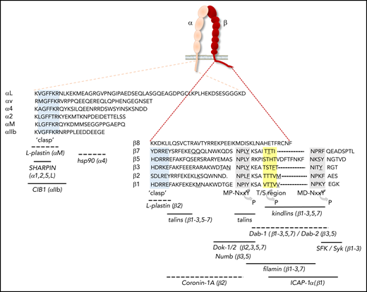 Integrin cytoplasmic tails and binding sites for proteins that regulate activation. The amino acid sequences of the cytoplasmic tails of human αL, α2, α4, αIIb, αv, and αM, as well as of β1-3, β5, β7, and β8, are shown. With the exception of the “clasp” region, the cytoplasmic tails of α-subunits differ considerably in sequence and length, whereas a number of conserved motifs in β-cytoplasmic tails are identified. Gray shading indicates the membrane-proximal (MP) and membrane-distal (MD) NxxY motifs, yellow shading denotes the T/S region, and light blue shading demarcates the α-tail GFFKR and β-tail HDRxE sequences that form the “clasp” to stabilize the bent conformation. Underscored residues indicate sites of calpain cleavage, whereas regions that can be phosphorylated are indicated by an arrow. Binding sites for regulators of integrin activation are indicated, with the integrin subunits in parentheses indicating those to which binding has been shown. Dashed lines indicate that the exact binding site has not been mapped. CIB1, calcium- and integrin-binding protein 1; hsp, heat shock protein; SFK, Src-family kinases.