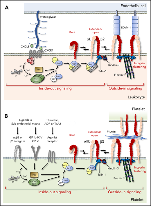 Integrin activation in leukocytes and platelets. (A) Chemokines presented on the endothelial surface activate leukocyte integrins via G protein–coupled receptors, which trigger Rap1 activation, RIAM-dependent talin-1 mobilization, and kindlin-3 recruitment to the integrin β-cytoplasmic tail, leading to the allosteric change toward the high-affinity conformation (inside-out signaling). Subsequent ligand binding, integrin clustering, and connection to the cytoskeleton ensure cell adhesion and amplify downstream signaling (outside-in signaling). (B) In platelets, soluble agonist or matrix receptors can trigger inside-out activation, which depends critically on CalDAG-GEFI. In contrast, RIAM is not required, and Rap1 can bind directly to talin-1. ADP, adenosine diphosphate; ER, endoplasmic reticulum; GDP, guanosine diphosphate; GP, glycoprotein, IP3, inositol trisphosphate; PKC, protein kinase C; TxA2, thromboxane A2.
