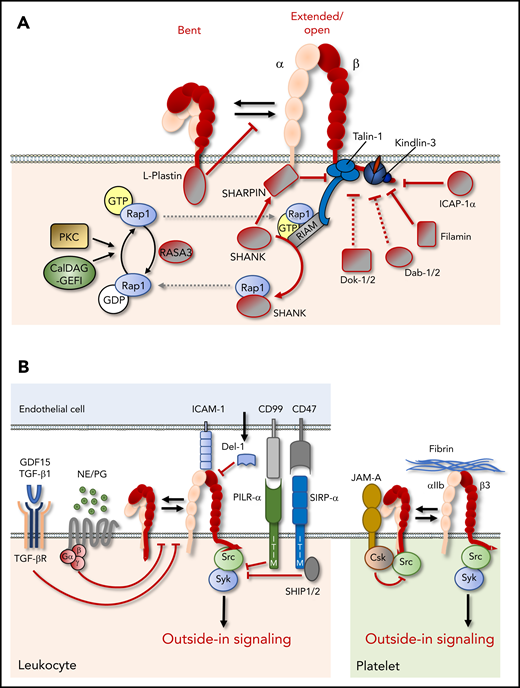 Suppression of integrin function. (A) Cytoplasmic proteins can negatively regulate integrin function through stabilization of the bent integrin conformation, sequestration, or inactivation of integrin activators, such as Rap1, or direct binding to integrin cytoplasmic tails, which may hinder the binding of integrin activators, such as talin and kindlin. (B) Extracellular and cell surface proteins can negatively affect integrin function by preventing inside-out or outside-in signaling. CSK, C-terminal Src kinase; GDF, growth/differentiation factor; ITIM, immunoreceptor tyrosine-based inhibitory motif; JAM-A, junctional adhesion molecule-A; NE, norepinephrine; PG, prostaglandin; SHIP, SH2 domain-containing inositol 5-phosphatase; SIRPα, signal regulatory protein α; TGF-βR, TGF-β receptor.