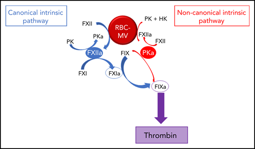 Pathways of initiation of coagulation by storage lesion–induced RBC-MVs. RBC-MVs directly promote FXII and PK activation, leading to FXIIa and PKa formation, respectively. By reciprocal activation, FXIIa further activates PK, whereas PKa further activates FXII. In addition, formation of these 2 enzymes leads to FIX activation via 2 independent pathways. The canonical pathway (in blue) in which FXIIa indirectly activates FIX after FXI activation, and an alternative pathway (in red) in which PKa directly activates FIX. Both pathways ultimately lead to thrombin formation via the common pathway.