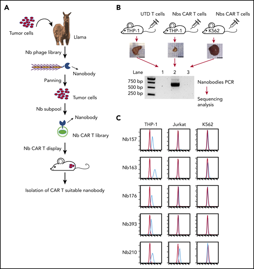 Generating Nbs that differentially bind tumor cells and empower CAR T cells to kill the tumor cells. (A) Flowchart of AML-specific CAR-compatible Nbs in vivo screening. A llama was immunized with the AML cell line THP-1. An Nb library was generated from the llama PBMCs by molecular cloning. Two rounds of conventional cell-based phage display were applied, which took the T-acute lymphoblastic leukemia cell line Jurkat and the chronic myelogenous leukemia cell line K562 as negative absorption. Thereafter, 1 round of counter-selection was applied to obtain the nanobodies with high affinity. The resultant THP-1–specific Nbs were inserted into a CAR-expressing lenti-vector to generate the Nb–sub-lib CAR (Nb-CAR) library. Human primary T cells were transduced by the Nb-CAR library and injected into NSG mice with THP-1 or K562 tumors to perform the in vivo selection. Nbs that can redirect T cells to enrich in the tumor were amplified using polymerase chain reaction and sequenced. (B) Ten million THP-1 cells or 5 million K562 cells were transplanted into NSG mice subcutaneously, followed by treatment with UTD T cells or Nb–sub-lib CAR T cells. Two weeks later, Nbs from tumor-infiltrated T cells were isolated and identified using polymerase chain reaction amplification (n = 3). (C) The 5 most frequent Nbs in the THP-1 tumor are shown. The Nb-expressing phage was directly used to test the binding to THP-1 cells, Jurkat cells, or K562 cells using a flow cytometry assay, in which the red line was flow with Nb-expressing phage, and the blue line was isotype control. bp, base pair.
