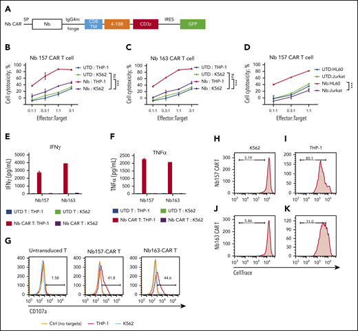 All Nbs isolated by the STAR system empower CAR T cells to potently kill AML cells in vitro. (A) Schematic diagram of Nb CAR structure, including signal peptide (SP), IgG4 mutant (IgG4m) hinge, CD8 transmembrane domain (TM), 4-1BB, and CD3z domain. (B-D) Nb CAR T cells showed potent and specific cytotoxicity against THP-1 or HL60 cells, but not K562 or Jurkat cells, in a dose-dependent manner. UTD T cells did not exert obvious killing (n = 3). THP-1 cells stimulated Nb157 or Nb163 CAR T cells, but not UTD T cells, to release cytokines, including IFN-γ (E) and TNF-α (F) (n = 3). (G) Only THP-1 cells induced Nb157 or Nb163 CAR T cells to degranulate (ie, CD107a localization to the cell membrane) after a 4-hour coculture (n = 3). CellTrace Far Red–labeled Nb157 (H-I) or Nb163 (J-K) CAR T cells were coincubated with heat-inactivated THP-1 cells (I-K) or K562 cells (H-J) for 4 days, followed by flow cytometry analysis. CAR T cells were gated on GFP+ signals (n = 3). ***P < .001, 1-way analysis of variance. ns, not significant (P > .05).