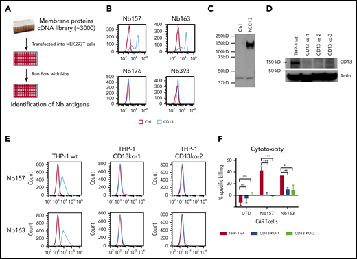 Identification of CD13 as a target to kill AML cells by CAR T cells. (A) Experimental schema. About 3000 cell membrane protein cDNAs were purified and transfected into HEK293T cells separately, followed by flow analysis with Nbs expressing phage and FITC-labeled secondary antibody against phage M13 protein. (B) Flow analysis of Nbs binding to HEK293T cells with CD13 overexpression. (C) Confirmation of CD13 cDNA expression in HEK293T cells by western blot. (D) Western blot was performed to confirm the gRNA/CRISPR-guided CD13-knockout effect in THP-1 cells. Three independent gRNAs were transduced into THP-1 separately, followed by puromycin selection and single individual clone expansion. (E) Flow analysis of Nb157- or Nb163-binding CD13-knockout THP-1 cells. (F) Cytotoxicity assay of CAR/UTD T cells to wild-type (wt) THP-1 or 2 CD13-knockout THP-1 cell lines (CD13 KO) (n = 4). *P < .05, **P <.01, d***P < .001, Student t test. ns. not significant.