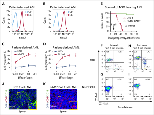 Nb157 CAR T cells display antitumor activity in patient-derived AML cells in an NSG mouse model. Nb157 (A) and Nb163 (B) recognized PD AML cells by flow analysis. Nb157 (C) and Nb163 (D) CAR T cells specifically killed PD AML cells in vitro in a dose-dependent manner (n = 4). (E) Nb157 CAR T cells efficiently prolonged survival of NSG mice bearing PD AML. In brief, 20 million PD AML cells were injected into NSG mice, followed by treatment with 3 million Nb157 CAR T cells or UTD T cells, and survival of mice was monitored (n = 10, each group). (F-I) PD AML in NSG bone marrow and spleen was monitored after Nb157 CAR T cell treatment by staining with anti-human CD45/CD3/CD33, followed by flow cytometry analysis (n = 3). (J-K) At the end points of each group of experiments, mice spleens were harvested and fixed with paraformaldehyde, followed by immunofluorescence staining of anti-human CD3(red)/CD33(green) and DAPI (blue; nuclear).