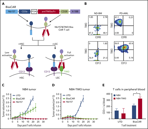 In vivo, combinatorial bispecific and split CD13 and TIM3 CAR T cells eradicate tumor expressing CD13 and TIM3, but not tumor expressing only CD13. (A) Schematic diagram of combinatorial bispecific and split CD13 and TIM3. Nb157 linked with CD3z recognized CD13 on normal HSCs or LSCs. Anti-TIM3 linked with CD28 and 4-1BB recognized TIM3 only on LSCs. Such Biss CAR T cells can be fully activated only by LSCs but not by HSCs. (B) Flow cytometry showing the expression of TIM3, CD90, CD13 on normal donor bone marrow cells (ND-BM) or PD AML cells, which were gated from CD45+Lin−CD34+CD38− subsets. Ten million NB4 (C) or NB4-TIM3 (D) cells were transplanted subcutaneously into NSG mice to form 100-mm3 tumors. Three million combinatorial BissCAR T cells, conventional Nb157 CAR T cells, or UTD T cells were injected IV into each NSG mouse with the tumors. The engraftment volume was monitored by measuring the length and width of the tumor every other day (n = 4). (E) Three weeks after mice with NB4 or NB4-TIM3 tumors were treated with BissCAR T cells or UTD T cells, human T-cell (CD3+) numbers in mouse peripheral blood were analyzed by flow cytometry and quantified using CountBright counting beads (n = 3). *P < .05, Student t test.