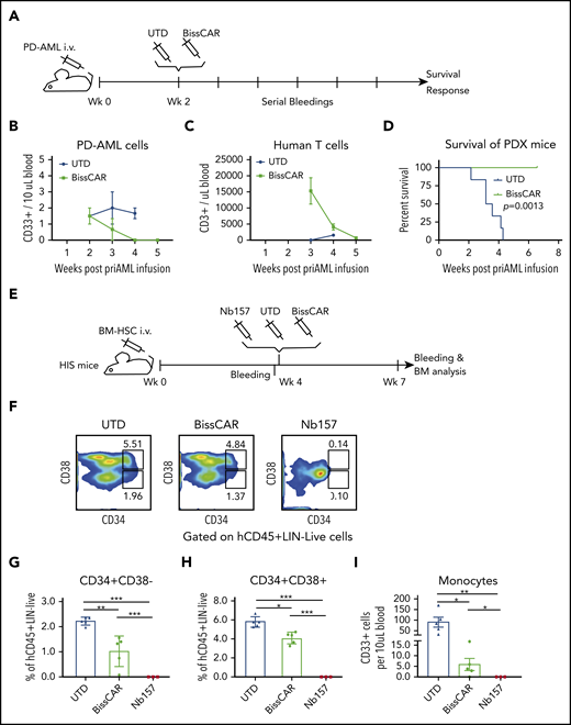 BissCAR T cells targeting CD13 and TIM3 eradicate AML PDXs, but with reduced toxicity to human HSCs in vivo. (A) Schematic diagram of AML PDX mice treated with control or BissCAR T cells. Twenty million PD AML cells were injected into NSG mice, followed by injection of 5 million BissCAR T cells or UTD T cells 2 weeks later. Next, human peripheral blood CD3+ cells were analyzed by serial bleeding weekly. (B-C) PD AML cells or T cells in mouse peripheral blood were monitored weekly by flow staining with anti-human CD33 or anti-human CD3 antibodies. Blood volume was normalized and quantified using CountBright counting beads (n = 3). (D) Mice survival was monitored and recorded (n = 6 per group). (E) Schematic diagram of HIS mice for evaluation of human HSC toxicity. A total of 1.5 million normal donor bone marrow (BM) CD34+ cells was injected into each NSG mouse. Four weeks later, 3 million Nb157 anti-TIM3 BissCAR T cells, conventional Nb157 CAR T cells, or UTD T cells were injected IV, followed by flow cytometry analysis of peripheral blood and bone marrow (n = 5 per group for BissCAR and UTD T cells; n = 3 per group for Nb157 T cells). (F) Bone marrow of HIS mice, which were treated with T cells for 3 weeks, was analyzed by flow cytometry after staining with CD45/Lin/CD34/CD38/7-AAD. Representative fluorescence-activate cell sorting plots were used to identify HSC (CD34+CD38−) and myeloid progenitors (CD34+CD38+). (G) HSCs (CD45+Lin−CD34+CD38−) in the bone marrow of HIS mice were analyzed by flow cytometry 3 weeks after the initial treatment. (H) Myeloid progenitors (CD45+Lin−CD34+CD38−) in the bone marrow of HIS mice were analyzed by flow cytometry 3 weeks after the initial treatment. (I) Monocytes (human CD45+CD33+) from peripheral blood of HIS mice were analyzed by flow cytometry 3 weeks after the initial treatment; cell number and blood volume were quantified using CountBright counting beads. In (G-I), n = 5 per group for BissCAR T cells and UTD T cells, n = 3 per group for Nb157 T cells. *P < .05, **P < .01, ***P < .001, Student t test.