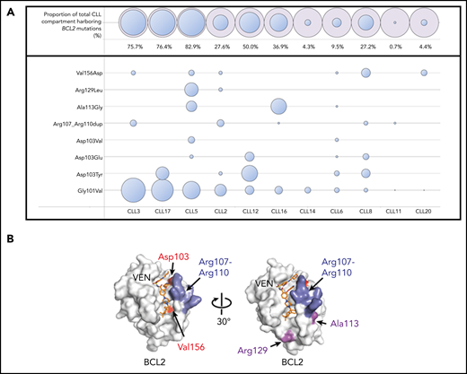 BCL2 mutations in patients with progressive CLL on venetoclax. (A) BCL2 mutations in a cohort of patients with CLL progression on venetoclax. Patients are ordered in descending Gly101Val cancer cell fraction (CCF). CCF was determined as (VAF/disease burden determined by flow cytometry) × 2 (assuming heterozygosity). Area of blue circles is proportional to CCF mutated. The top row shows the total CCF harboring BCL2 mutations (the sum of individual CCF and assumes occurrence in mutually exclusive cells). Mutations detected were c.302G>T, p.(Gly101Val); c.302_303delinsTT, p.(Gly101Val); c.307G>T, p.(Asp103Tyr); c.308A>T, p.(Asp103Val); c.309C>A, p.(Asp103Glu); c.319_330dup, p.(Arg107_Arg110dup); c.338C>G, p.(Ala113Gly); c.386G>T, p.(Arg129Leu); c.467T>A, p.(Val156Asp); BCL2 NM_000633.2. Patient CLL6 had both a c.302G>T and a complex variant (c.302_303delinsTT) leading to a p.(Gly101Val) in different reads; the Gly101Val area is the sum of the 2 CCFs for this patient. (B) Structure of BCL2 protein with venetoclax bound (PDB ID 6O0K) illustrating the positions of the mutated residues Asp103, Val156, Arg107 to Arg110, Ala113, and Arg129.