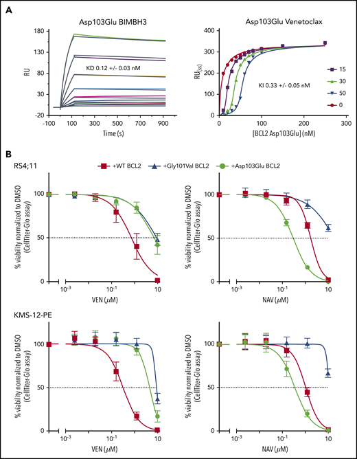 Venetoclax/BIM binding characteristics and in vitro sensitivity of BCL2 Asp103Glu mutation. (A) Impact of Asp103Glu on the ability of BCL2 to bind BH3 ligands. (Left) BIMBH3 binding. A total of 0 to 40 nmol/L mutant BCL2 was used as an analyte against the BIMBH3 peptide immobilized on a surface plasmon resonance (BIAcore) sensor chip. The raw response (RU) curves (colored curves) from a representative experiment were fitted to 1 site-specific kinetic model (black curves) to derive on and off rates (supplemental Table 2), and calculate KD values for interactions with Asp103Glu. (Right) Steady-state competition of various venetoclax concentrations (0-50 nmol/L) prebound to Asp103Glu (0-250 nmol/L), competing against a BIMBH3 immobilized chip. Fitted data were used to derive the KI for venetoclax binding to Asp103Glu. Data are representative of 3 independent experiments, reporting means ± 1 SD. (B) Expression of BCL2 Asp103Glu in RS4;11 (top) or KMS-12-PE (bottom) cell lines reduces sensitivity to venetoclax (left) but not to navitoclax (right). Each of these mutants or wild-type (WT) BCL2 were expressed and the in vitro sensitivities to venetoclax (0-10 μmol/L) or to navitoclax (NAV; 0-10 μmol/L) measured 24 hours later. Data represent means ± 1 SD of at least 3 independent experiments. KD,equilibrium binding constant for BIMBH3 peptide, from direct binding experiments; KI, fitted equilibrium binding constant for venetoclax, from steady-state competition experiments.