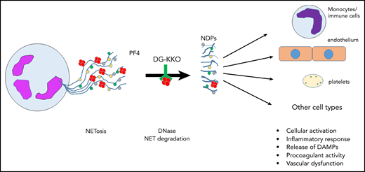 Release of NETs from a neutrophil (left). NETs are decorated with PF4 tetramers (red circles), as well as neutrophil elastase, histones, and myeloperoxidase (colored circles). Degradation of NETs by DNase leads to release of NDPs, which initiate activation of and mediate toxicity toward several cell types. DAMPs, damage-associated molecular patterns; NDPs, NET degradation products.