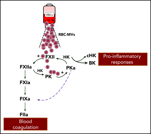 RBC-MVs interact with the contact system to activate coagulation FIX. RBC-MVs that accumulate during storage of RBC units can directly activate FXII and prekallikrein (PK). FXII activation of PK forms plasma kallikrein (PKa) that reciprocally activates FXII and liberates bradykinin (BK) from high molecular weight kininogen (HK). In the canonical pathway proposed by Noubouossie et al, FXIIa activation of FXI leads to activated FIX. In an alternative pathway, PKa directly activates FIX. The sum of these activities leads to a series of proteolytic reactions and ultimately, to the generation of thrombin (FIIa). Generated BK can influence vascular smooth muscle tone, vascular permeability, and leukocyte functions.