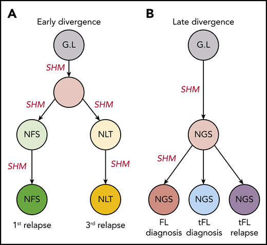 Early and late divergent evolution and N-gly acquirement. (A) Representative of patient 5. N-gly sites are acquired in site-specific precursor cells, explaining the different N-gly sites we observe in the first and third relapse events taken from distinct anatomical sites (Table 2). (B) Representative of patient 6. Here, the N-gly site was acquired in a shared precursor cell before divergence of tumor populations to distinct anatomical sites. G.L, germline. Letters in cells represent the N-gly site amino acid sequences.