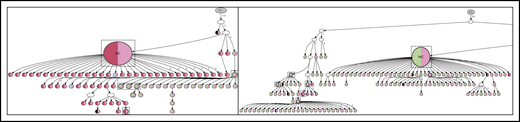 Lineage trees for patient 4 showing the N-gly site status of each subclone. The left panel represents the lineage tree of the first relapse event, whereas the right panel represents part of the lineage tree of the second relapse event. Each subclone is represented by a node; major clones are indicated in larger nodes. Nodes are split into 2 colors to represent the 2 N-gly sites found in the FR2 and CDR3 regions for patient 4 (Table 2). FR2 site is represented in the left half, and CDR3 site is represented in the right half, of the nodes. Nodes differing in color to the major clone represent subclones with different N-gly site codon sequences. Black represents absence of the FR2 or CDR3 site. Major clones between the 2 disease events have a different codon sequence in the FR2 N-gly site, indicated by the difference in color. Nodes in boxes represent shared subclones between events. White nodes represent subclones inferred to exist, but not detected through 454 sequencing. Germline nodes are in gray at the top of the tree, marked G.L. Numbers on branches indicate more than 1 mutation separating 1 node from the other. The full lineage tree of the second relapse event is provided in supplemental Figure 2A. MC, major clone.