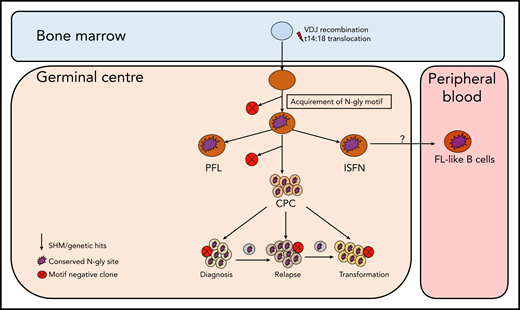 Simplified model of FL evolution and progression based on the high-throughput sequencing of the immunoglobulin heavy chain variable gene and N-gly analysis. After the t14;18 translocation during a likely error in VDJ recombination in the bone marrow, the B cell migrates to the germinal center, where it undergoes SHM. N-gly sites are acquired early on in the process (purple figure) in the presumed precursor lesion, ISFN. As FL-like B cells are believed to represent the circulating counterparts of ISFN, N-gly sites also may be retained in these cells. Precursor cells that do not acquire sites through SHM undergo clonal deletion, assumed by the low frequency of site-negative subclones in the clonal repertoire. Clones maintain conservation of N-gly sites during tumor evolution through ongoing SHM and gain of additional mutations, leading to an ancestral cell pool population, the CPC. With the exception of patient 5, the CPC provides a reservoir from which distinct disease events arise, which retain the N-gly site. At each stage of evolution, SHM results in the emergence of clones that lose N-gly sites because of the largely random nature of the process that does not distinguish between favorable and nonfavorable mutations. However, these represent only a minor mass of the heterogeneous tumor population, and with the exception of patient 3, cannot traffic between events, indicating their insignificance in propagating progression and their likely loss from the clonal repertoire through cell death pathways. PFL, partial involvement by FL.