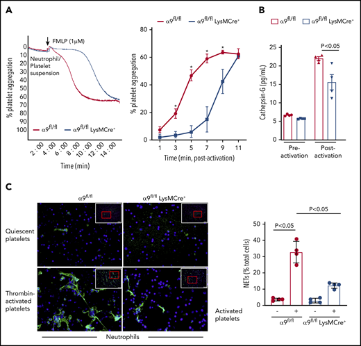 α9fl/fl LysMCre+ mice display reduced neutrophil mediated platelet aggregation and decreased NETosis. (A) Neutrophils from each genotype and wild-type platelets were stirred in a Chrono-log Whole Blood/Optical Lumi-Aggregometer (model 700-2) before the addition of fMLP. Representative aggregation curve for the fMLP stimulated neutrophils-induced platelet aggregation (left). Quantification (n = 4-5/group) (right). (B) Cathepsin G release as quantified by ELISA from the fMLP-stimulated neutrophils (n = 4 mice/group). (C) NETs assay was performed by stimulating neutrophils with thrombin-activated platelets. Representative microphotographs of NETs stained with PlaNET green (stains extracellular DNA, green) and counterstained with Hoechst (stains nuclei, blue) (left). Boxed region (lower magnification). Red insert in the boxed region is magnified and shown in the microphotographs. Quantification of the percentage of cells releasing NETs (n = 4 mice/group) (right). Value for each mouse represents a mean from 2 fields.