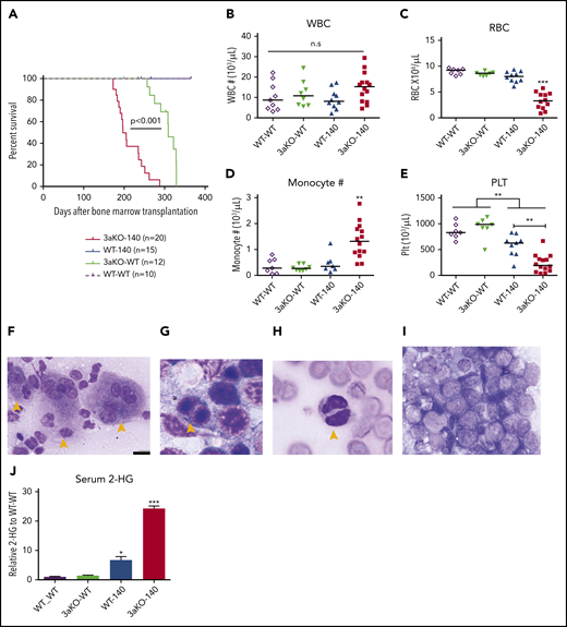 Dnmt3a loss of function and an Idh2 neomorphic mutant interacted to promote myeloid malignancies. (A) Kaplan-Meier survival curves for mice receiving different genetically modified stem cells. P value by log-rank test. (B-E) Blood cell counts in the transplant-recipient groups shown in panel A at 180 to 220 days after transplantation. White blood cells (B), red blood cells (C), monocytes (D), and platelets (E). **P < .01; ***P < .001, by 1-way ANOVA and post hoc Bonferroni test. (F-I) Bone marrow Giemsa stain showing multilineage dysplastic features of Dnmt3a–/–;Idh2R140Q (3aKO-140) mice that developed MDS/myeloproliferative neoplasms (5/8 animals) and MDS (1/8 examined animals). (F) Dysmegakaryopoiesis; yellow arrowheads indicate dysplastic multinucleated and monolobular megakaryocytes. (G) Dysgranulopoiesis; yellow arrowhead indicates pseudo-Pelger-Hüet neutrophils. (H) Dyserythropoiesis; yellow arrowhead indicates a binucleated erythroid progenitor. (I) AML blast in bone marrow of 3aKO-140 recipient (2/8 examined animals developed AML). (F) Bar represents 20 μm. (J) Mass spectrometry measurements of 2-HG in the serum of genetically manipulated mice relative to WT controls. Mean ± standard deviation (n = 3 per group); *P < .05; ***P < .001. (K) Loss of KSL stem cell pool in GFP+ bone marrow cells of recipient mice in the 3aKO-140 group (n = 3 for each genotype, representative flow plots are shown for each genotype). (L-M) Venn diagrams of genes upregulated (L) and downregulated (M) in 3aKO-140 MEP-like HSPCs, Dnmt3aKO MEP+GMPs, and WT-140 MEP+GMPs, relative to WT MEP+GMPs. Examples of overlapping differentially expressed genes from 2 different genotypes are labeled. (N) Stem cell gene and megakaryocyte progenitor gene signatures were enriched in overexpressed transcripts in 3aKO-140 MEP-like HSPCs relative to WT-140 MEP+GMPs; late progenitor genes were depleted in 3aKO-140 MEP-like HSPCs. n.s., not significant.