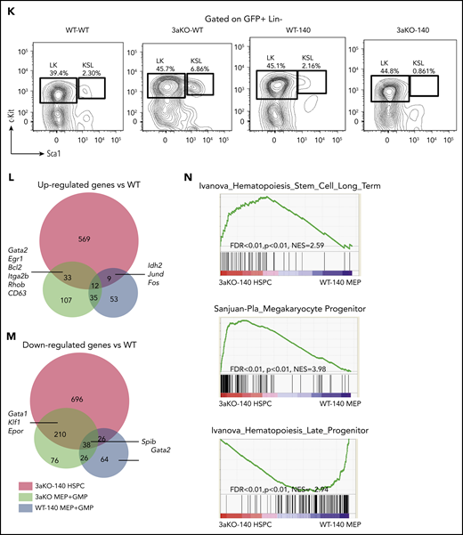 Dnmt3a loss of function and an Idh2 neomorphic mutant interacted to promote myeloid malignancies. (A) Kaplan-Meier survival curves for mice receiving different genetically modified stem cells. P value by log-rank test. (B-E) Blood cell counts in the transplant-recipient groups shown in panel A at 180 to 220 days after transplantation. White blood cells (B), red blood cells (C), monocytes (D), and platelets (E). **P < .01; ***P < .001, by 1-way ANOVA and post hoc Bonferroni test. (F-I) Bone marrow Giemsa stain showing multilineage dysplastic features of Dnmt3a–/–;Idh2R140Q (3aKO-140) mice that developed MDS/myeloproliferative neoplasms (5/8 animals) and MDS (1/8 examined animals). (F) Dysmegakaryopoiesis; yellow arrowheads indicate dysplastic multinucleated and monolobular megakaryocytes. (G) Dysgranulopoiesis; yellow arrowhead indicates pseudo-Pelger-Hüet neutrophils. (H) Dyserythropoiesis; yellow arrowhead indicates a binucleated erythroid progenitor. (I) AML blast in bone marrow of 3aKO-140 recipient (2/8 examined animals developed AML). (F) Bar represents 20 μm. (J) Mass spectrometry measurements of 2-HG in the serum of genetically manipulated mice relative to WT controls. Mean ± standard deviation (n = 3 per group); *P < .05; ***P < .001. (K) Loss of KSL stem cell pool in GFP+ bone marrow cells of recipient mice in the 3aKO-140 group (n = 3 for each genotype, representative flow plots are shown for each genotype). (L-M) Venn diagrams of genes upregulated (L) and downregulated (M) in 3aKO-140 MEP-like HSPCs, Dnmt3aKO MEP+GMPs, and WT-140 MEP+GMPs, relative to WT MEP+GMPs. Examples of overlapping differentially expressed genes from 2 different genotypes are labeled. (N) Stem cell gene and megakaryocyte progenitor gene signatures were enriched in overexpressed transcripts in 3aKO-140 MEP-like HSPCs relative to WT-140 MEP+GMPs; late progenitor genes were depleted in 3aKO-140 MEP-like HSPCs. n.s., not significant.