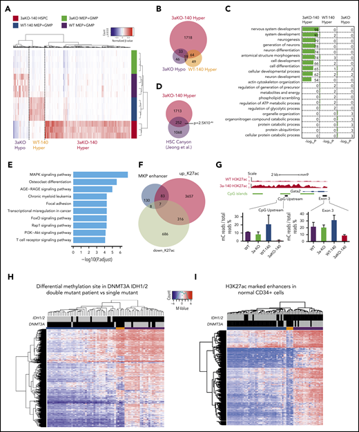 Epigenomic profiling of diseased 3aKO-140 HSPCs. (A) Differentially methylated regions in 4 genotypes from enhanced RRBS data. The 3 types of DMRs are 3aKO-140 Hyper, WT-140 Hyper, and 3aKO Hypo regions. (B) The overlap between the 3 DMRs in panel A. (C) Gene Ontology term analysis of genes associated with the 3 DMRs. (D) The overlap between the 3aKO-140 Hyper region and the HSC DNA methylation canyon. The P value was calculated by genomic distribution test. (E) KEGG pathway analysis of genes associated with enhanced H3K27ac signal in 3aKO-140 HSPC relative to WT. (F) The overlap of altered enhancer regions in 3aKO-140 HSPCs vs WT MEPs with annotated megakaryocyte (MkP) enhancer.50 (G) The detail of the Gata2 enhancer region, where DNA methylation is low in 3aKO-140 HSPCs. (H-I) Heatmaps showing (H) the whole-genome differentially methylated cytosines (DMCs) and (I) DMCs overlapping with normal CD34+ enhancers in AML patients bearing only the DNMT3A mutation, only the IDH1/2 mutation, or both the DNMT3A and IDH1/2 mutations. Patient 450K DNA methylation array data are from The Cancer Genome Atlas. Enhancer regions are defined as H3K27ac-enriched regions from the Encyclopedia of DNA Elements data on human CD34+ bone marrow cells. In the 2 highest bars above the map, black indicates the patient carries a mutation in the labeled gene and gray indicates the patient does not carry a mutation. In the colored bar immediately above the heatmap, blue marks the cluster of patients enriched in DNMT3A mutations; orange marks the patients having both DNMT3A and IDH1/2 mutations; and purple marks the patients enriched in IDH1/2 mutations.
