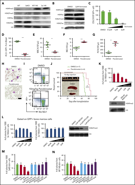 HDAC inhibitor and H3K9 methyltransferase inhibition reversed the epigenetic abnormality and inhibited maintenance of Dnmt3a−/−;Idh2R140Qleukemia. (A) Western blot of histone modification in c-kit+ bone marrow progenitor cells of mice from all genotypes. (B) Global histone modification shows a decrease of H3K9me3 and an increase of H3K9/27ac after HDAC inhibitor treatment in bone marrow cells from 3aKO-140 mice in vitro. (C) HDAC inhibitor treatment (vorinostat) reduced the proliferation of double-mutant cells in a colony-forming assay at day 7. Mean ± standard deviation (SD); the results of 3 independent cultures are presented. *P < .05; **P < .01, by Student t test. (D-G) HDAC inhibitor treatment reduced leukocytosis (D-E) and reversed anemia (F) and thrombocytopenia (G) in the recipients of Dnmt3a−/−;Idh2R140Q leukemic cells. Values are means ± SD (n = 7 and 6 in the vehicle- and inhibitor-treated groups, respectively). **P < .01, ***P < .001, by Student t test analysis. (H) Representative blood smears for vehicle- and panobinostat-treated double-mutant recipient mice. (I) The flow plot of mouse bone marrow treated with panobinostat and DMSO. The mouse bone marrow progenitor (c-kit+, Mac1&Gr1−) is gated. (J) Kaplan-Meier survival curves for mice treated with DMSO and panobinostat (10 mg/kg). **P < .01, by long-rank test. Inset: a reduction of splenomegaly after treatment with panobinostat (10 mg/kg) at 4 weeks after bone marrow transplantation. (K) Response of 3aKO-140 HSPCs to the Ehmt2 inhibitor BIX01294 in in vitro colony-forming assay of 1000 c-kit+ cells (left). Immunoblot for H3K9me2 of HSPCs with DMSO or BIX01294 treatment (right). (L) Response of 3aKO-140 HSPCs to the Ezh2 inhibitors EPZ-6438 and GSK343 in in vitro colony-forming assay of 1000 c-kit+ cells (left and middle). Immunoblot for H3K27me3 of HSPCs with EPZ-6438 or GSK343 treatment (right). (M) The colony forming units of Dnmt3aKO c-kit+ bone marrow cells under G9a inhibitor Bix01294, HDAC inhibitor vorinostat and EZH2 inhibitor. Mean ± SD (n = 3 per group). (N), The CFU of Idh2R140Q c-kit+ bone marrow cells under G9a inhibitor Bix01294, HDAC inhibitor vorinostat and EZH2 inhibitor. Mean ± SD (n = 3 per group).