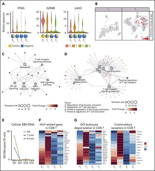 scRNA-seq analysis of peripheral blood cells of patient 7 before and after nivolumab infusions. (A) Top, Violin plots showing the expressions of IFNG, GZMB, and LAG3 in CD8 T cells at different time points. Bottom, Pie charts showing the ratios of IFNG, GZMB, and LAG3 positive CD8 T cells at different time points. (B) Expression levels of PDCD1 projected on T-distributed stochastic neighbor embedding graphs of T0 and T1 peripheral blood cells. (C-D) Regulatory networks of signature genes in CD8 T cells at T0 (C) and T1 (D), analyzed with ClusterProfiler. Sizes of circles for enriched pathways indicate the numbers of genes enriched in these pathways and colors of dots for each gene indicate their relative expression levels. (E) Line chart showing intracellular EBV-DNA copy number in NK, B, and T cells. (F) Heatmap showing the expression levels of HLH-related genes in CD8 T cells. (G) Heatmaps showing the expression levels of gene ontology (GO) leukocyte degranulation genes (left) and costimulatory receptors genes (right) in CD8 T cells.