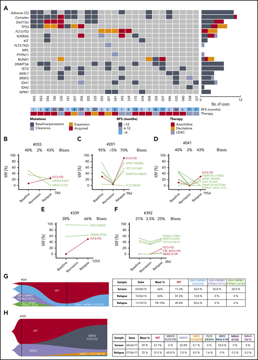 Characterization of AML cases with adaptive resistance. (A) Genomic landscape of AML cases with adaptive resistance. Molecular mutations in 25 patients with relapsed AML after an initial response. The presence of adverse cytogenetic risk, complex karyotype, del(17p), indicated mutations, study ID number, relapse-free survival, and cytotoxic therapy received (AZA, azacitidine; DEC, decitabine or LDAC, low-dose cytarabine) are shown for each case. The bar graphs (right side of the plot) summarize the number of cases with persistent, expanded, acquired, or reduced/cleared mutations at relapse. (B-F) Dynamic changes in clonal architecture from diagnosis to relapse in 5 cases with FLT3-ITD. The VAF for each mutation is shown, along with the bone marrow blast count at the corresponding time point. The time elapsed from remission to treatment failure is shown in days. (G-H) Single-cell analysis of clonal architecture at screening and relapse. Mission Bio Tapestri clonograms showing the relative mutation composition (%) of samples at indicated time points for cases #041 (G) and #392 (H). In case #041 (G), the NPM1 and IDH1 parental clone included 2 PTPN11mut subclones, which were extinguished, and a FLT3-ITD subclone, which expanded at relapse. In case #392 (H), the proportion of WT and SRSF2mut-only cells have decreased and been replaced by 4 new clones activating the FLT3 or NRAS kinase pathways.