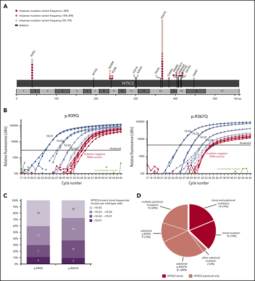 NT5C2 mutations in relapsed pediatric BCP-ALL. (A) Schematic representation of the NT5C2 protein/gene. Mutations identified by Sanger sequencing and/or targeted next generation in relapses of 455 patients with BCP-ALL are described at the protein level. Multiple circles in the same amino acid position account for multiple patients with the same variant. NT5C2 exons are indicated by alternating light and dark gray boxes. Variant frequency refers to variant allele frequency for NGS-detected mutations and allelic peak ratio for Sanger-detected mutations. (B) Performance of the ASQ-PCR assays developed for sensitive detection of NT5C2 mutations p.R39Q and p.R367Q. The graphs represent exemplary amplification plots of standard dilution series of NT5C2 mutation-positive patient samples (blue) as well as of a mutation-negative DNA control (red). The distance between the 1E-03 dilution and the mutation-negative DNA control is larger than 3 CT values for both assays as required by the guidelines for minimal residual disease detection in leukemia.31(C) Range of NT5C2-mutant clone frequencies determined by ASQ-PCR for all p.R39Q and p.R367Q mutations. For this graphic, NT5C2-mutant clone frequencies were categorized into different quantitative levels in log10 steps. The bar graphs represent the percentage of subclonal NT5C2 p.R39Q and p.R367Q mutations with a given quantitative level. The absolute number of mutations is displayed within the bar graphs. (D) Classification of relapsed patients with NT5C2 mutations after compilation of sequencing and ASQ-PCR data into 2 main groups: patients with clonal NT5C2 mutation (dark-red) and patients with subclonal NT5C2 mutation(s) only (light red). Approximately one-third of relapses harbored >1 NT5C2 mutation.